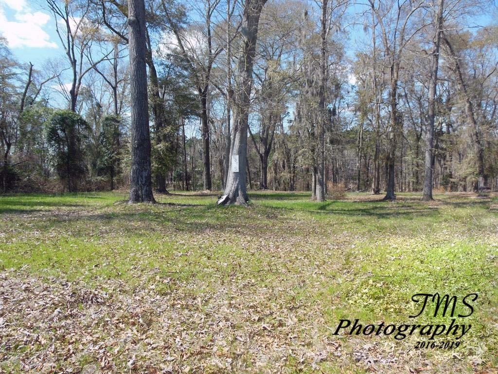 Lot 5 County Line Road Georgetown, GA 39854 - Photo 4 of 8