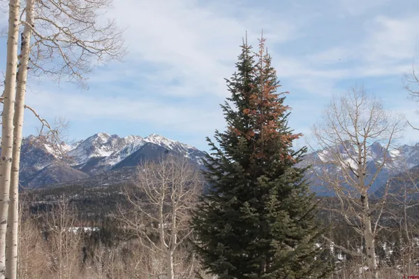 a view of a row of trees with a wooden fence