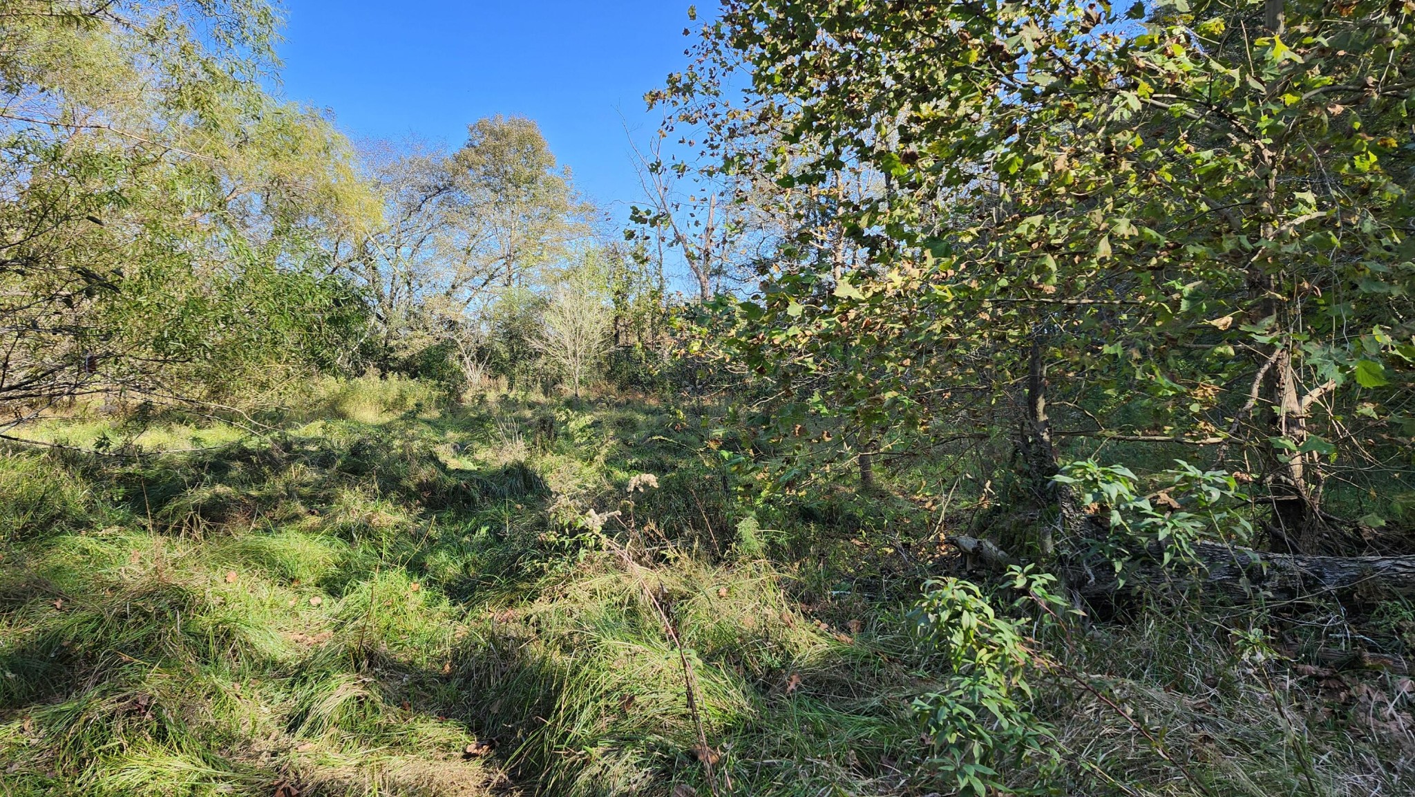 691 Summertown Road, Unit TRACT #3 Jasper, TN 37347 - Photo 8 of 17