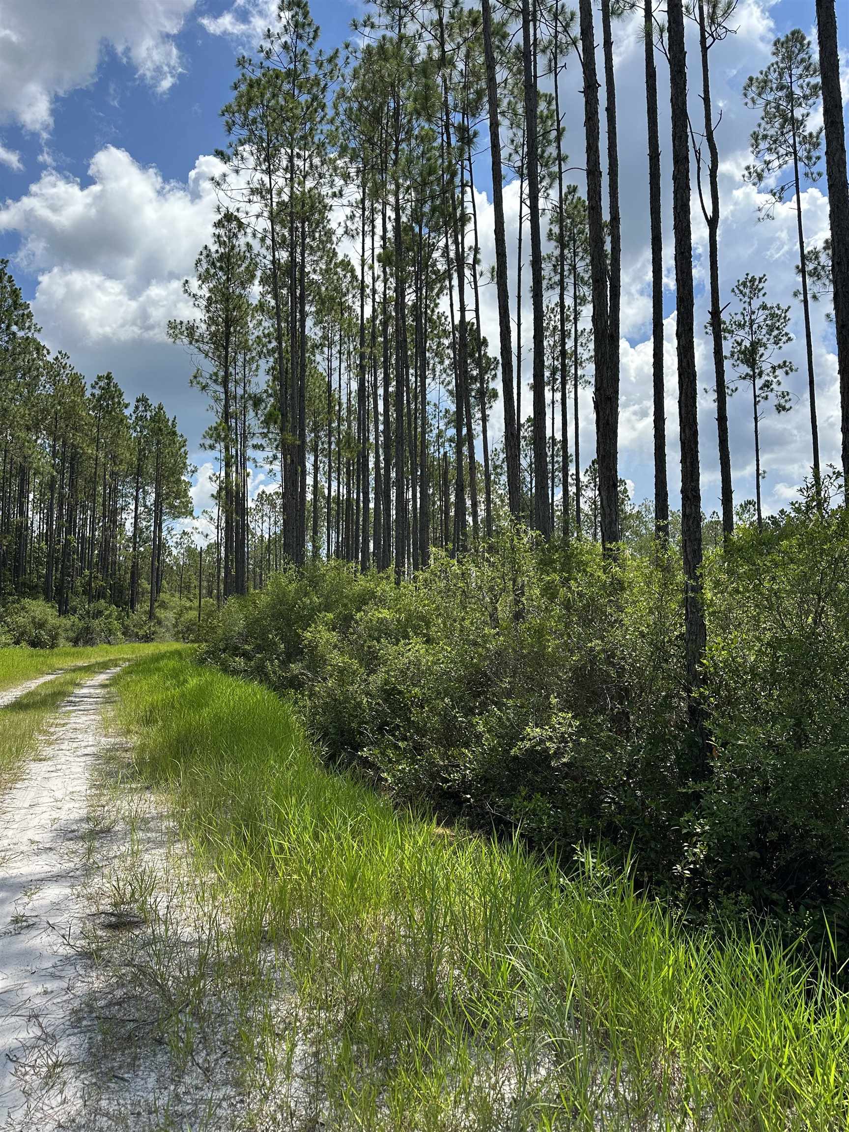 79 Circle Block Loop Perry, FL 32347 - Photo 24 of 34