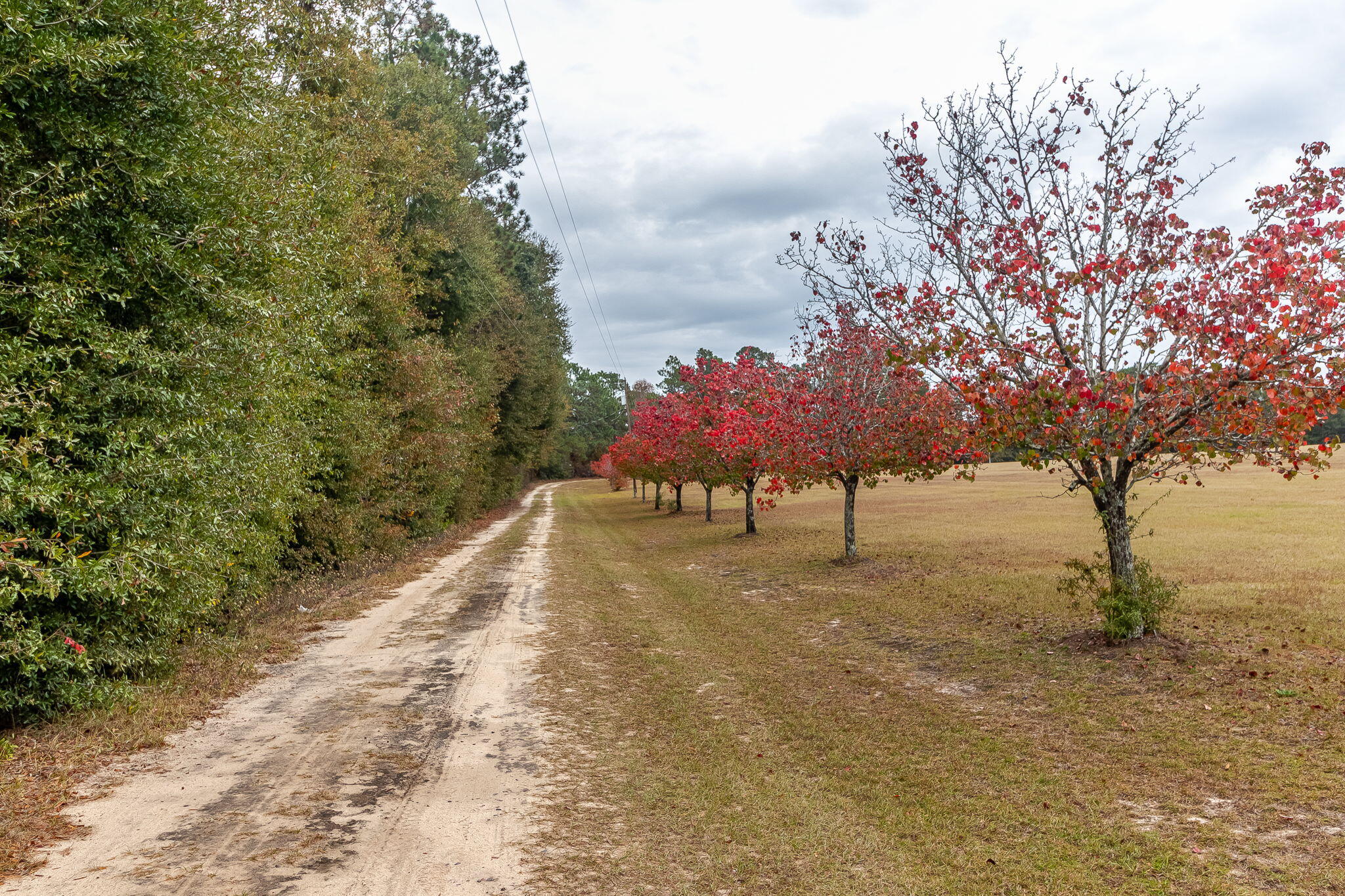 915 Bennock Mill Road Augusta, GA 30906 - Photo 3 of 53 3-web-or-mls-915 BENNOCK MILL RD ©-1721