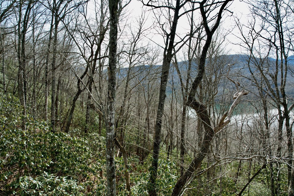 Tbd Tbd Zimmerman / Holly Ridge Road Topton, NC 28781 - Photo 5 of 7
