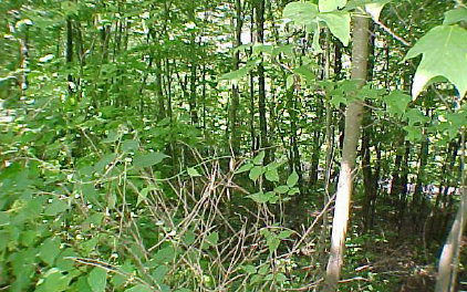 Holiness Church Road Murphy, NC 28906 - Photo 2 of 3 Additional View