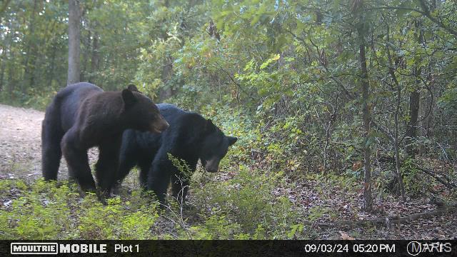 6 Lodge Road Potosi, MO 63664 - Photo 16 of 30