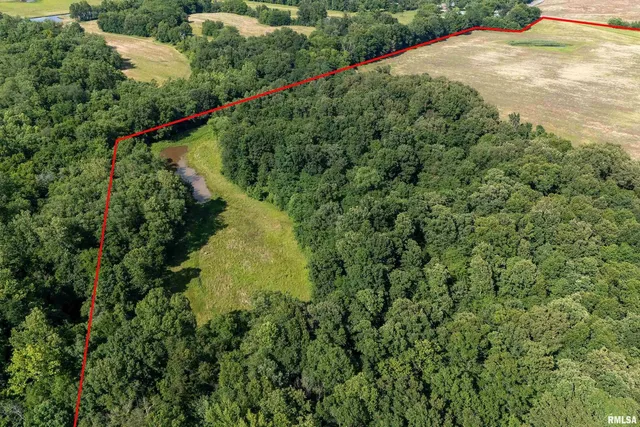 a view of a garden with a plant