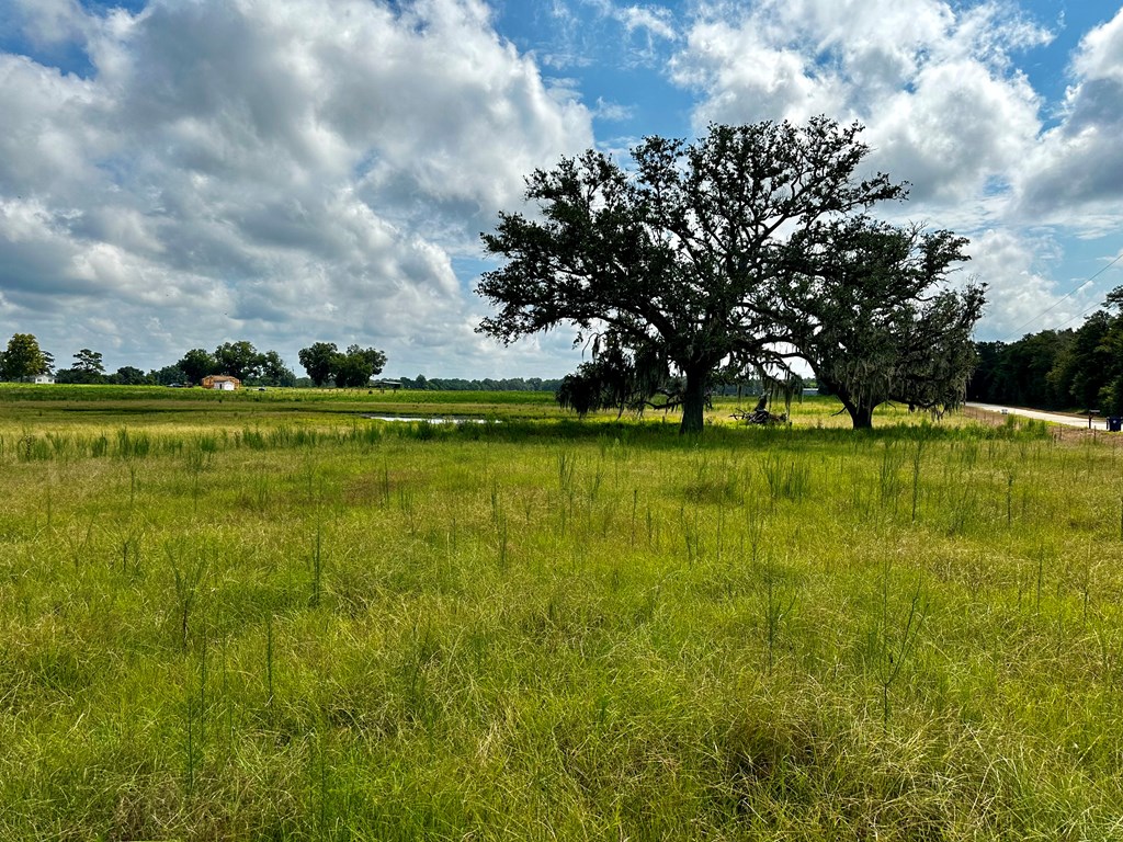 11.05-acres Ramer Loop Cottonwood, AL 36320 - Photo 6 of 17