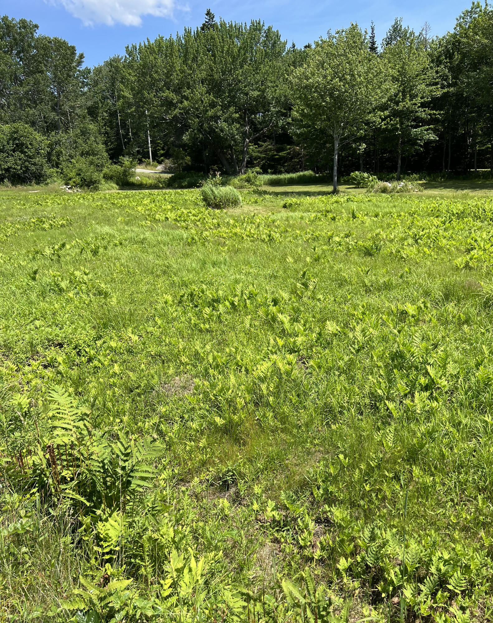 821 Tremont Road Tremont, ME 04674 - Photo 10 of 11 Land