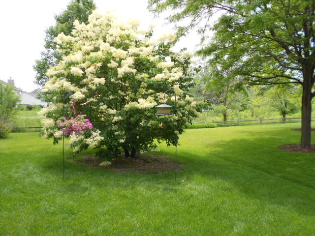 454 Prairieview Drive Oswego, IL 60543 - Photo 13 of 14 a view of yard with green space