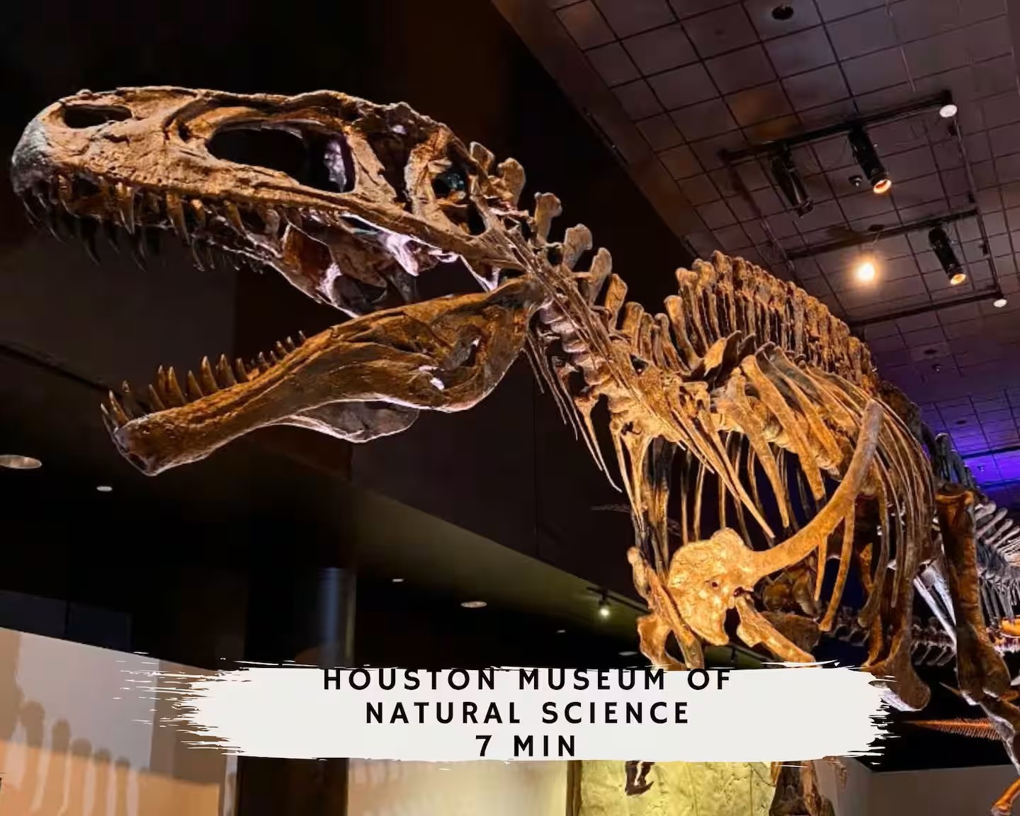 3311 Daphne Street Houston, TX 77021 - Photo 28 of 32