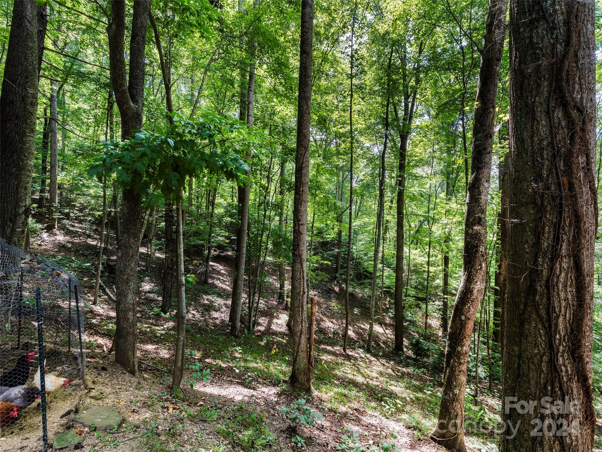 25 Dawn Valley Road Waynesville, NC 28785 - Photo 42 of 46 a view of forest