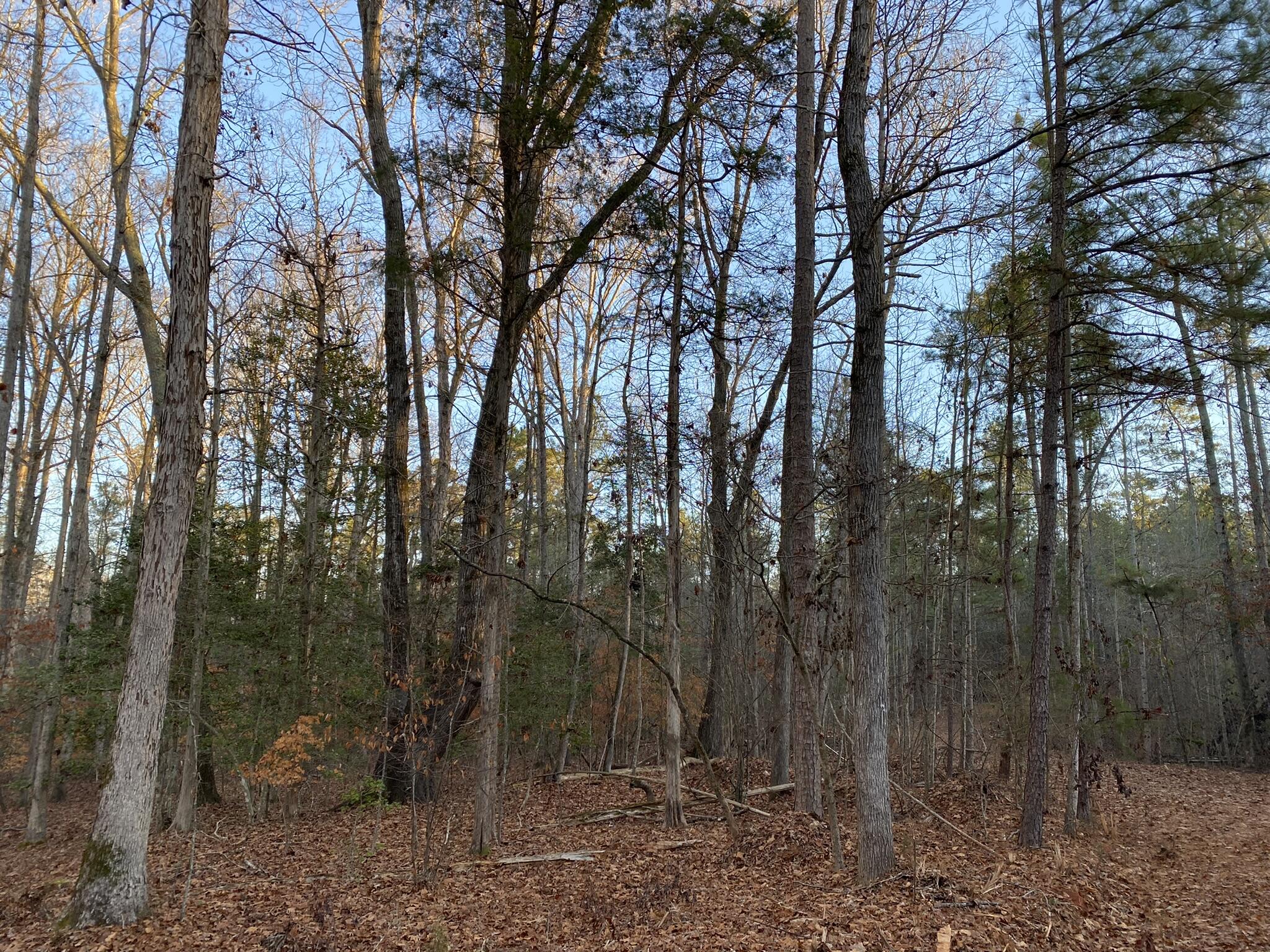 Batesburg-leesville Sc 29006 Road Leesville, SC 29070 - Photo 13 of 22