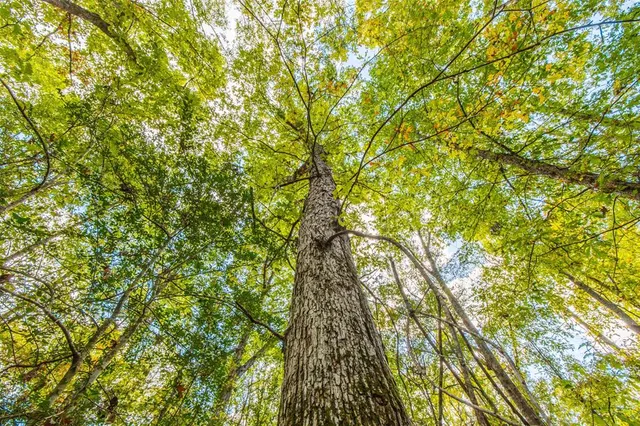 a view of a forest filled with trees