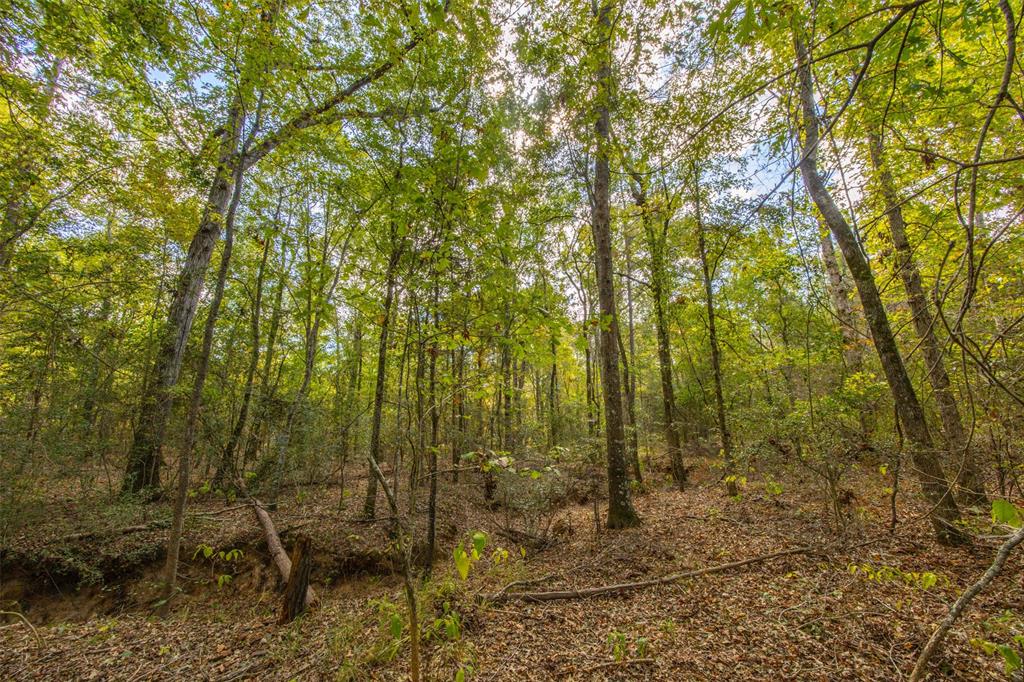 0 County Road 857 Cushing, TX 75760 - Photo 12 of 38 a view of a forest filled with trees
