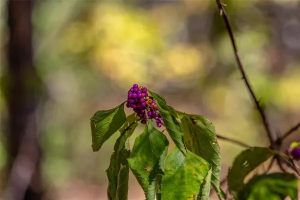 a view of a yard with a tree