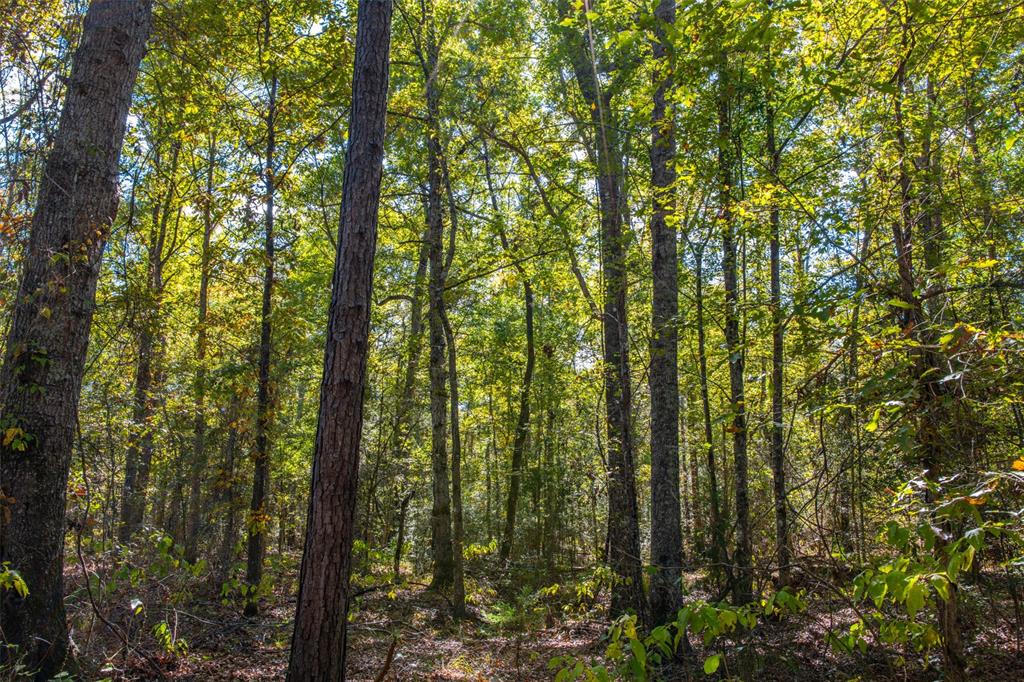 0 County Road 857 Cushing, TX 75760 - Photo 18 of 38 a view of forest