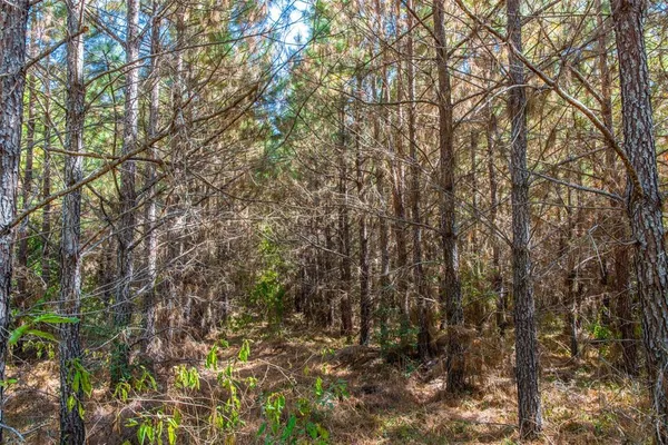 a view of a lush green field