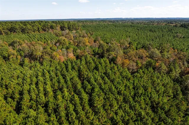 a view of a forest with a street