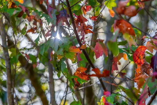 a view of a yard with plants and wooden fence