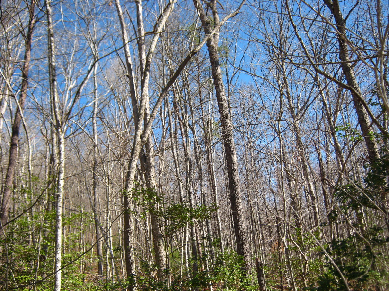0 Al Goss Road Crossville, TN 38571 - Photo 5 of 19 Gallery Image 5