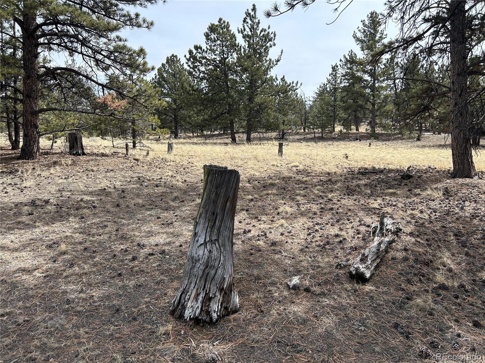 2146 Wagon Wheel Road Hartsel, CO 80449 - Photo 2 of 20