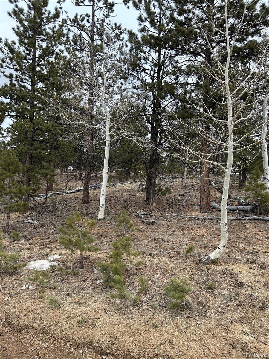 2146 Wagon Wheel Road Hartsel, CO 80449 - Photo 10 of 20