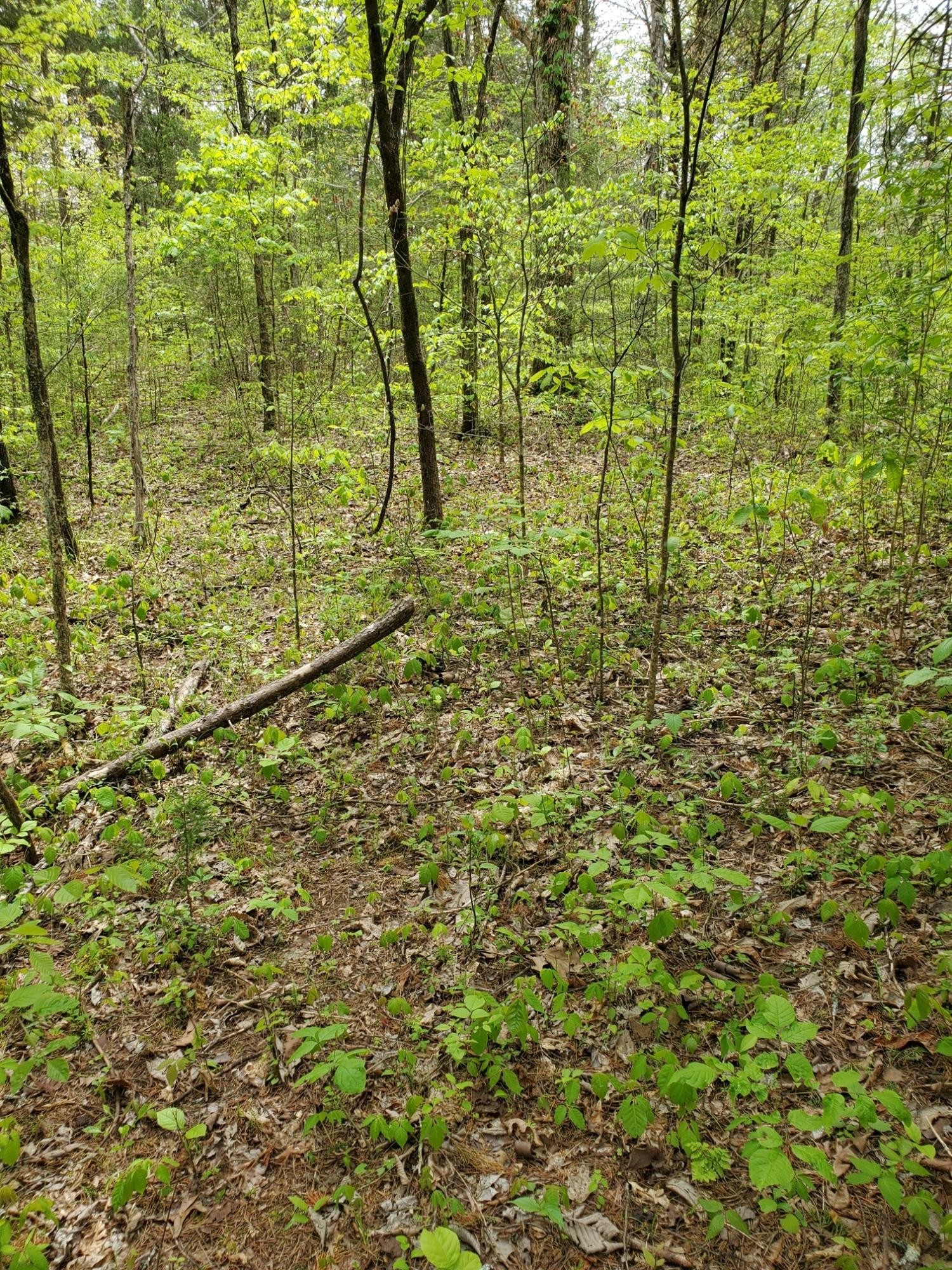 0 Ingle Hollow Road Sevierville, TN 37876 - Photo 10 of 22 Gallery Image 10
