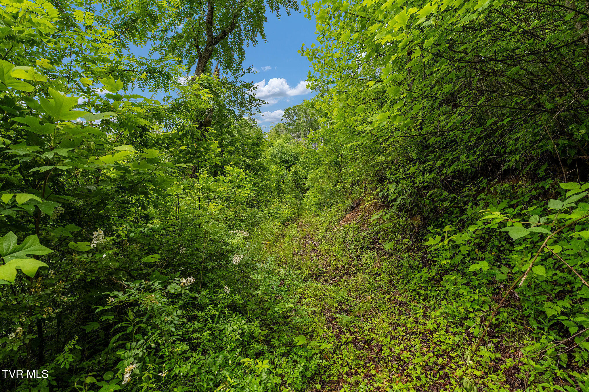 Tbd Walnut Mountain Road Butler, TN 37640 - Photo 29 of 36 DSC04472