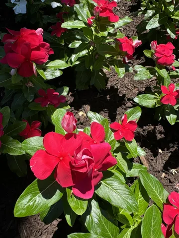a view of a house with a tree beside it