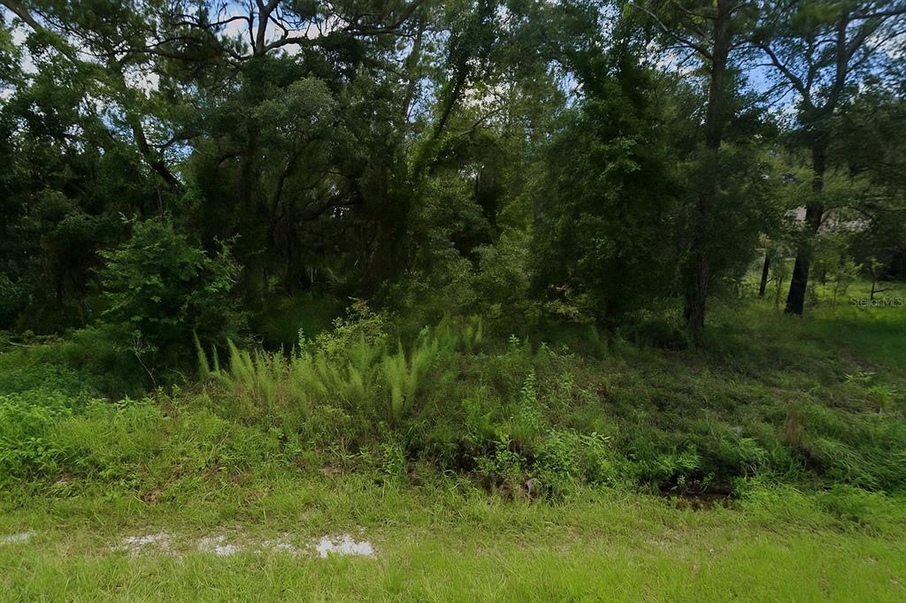 a view of a lush green forest