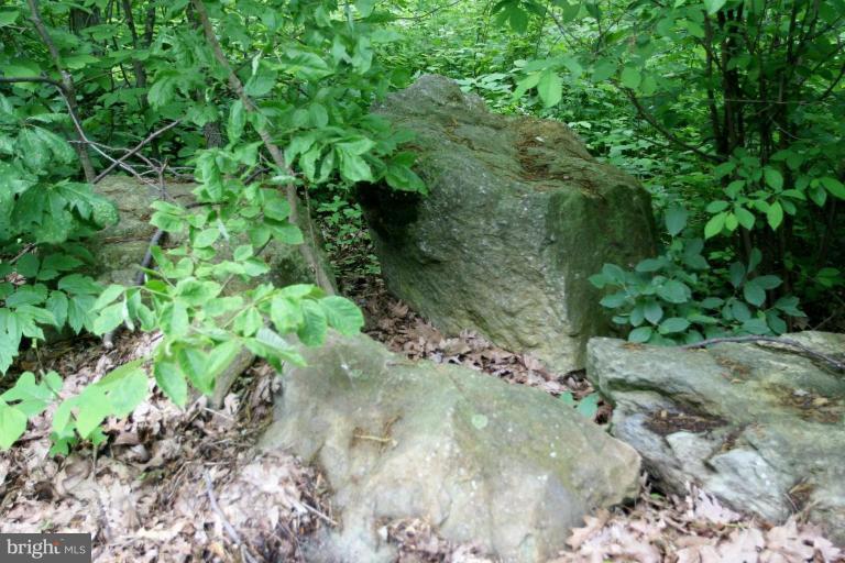 5367 Freezeland Road Linden, VA 22642 - Photo 22 of 29 Wooded View / Acreage