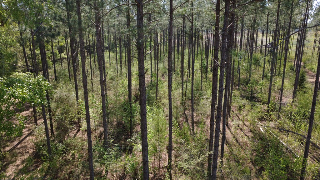 Lot 2 South County Road Slocomb, AL 36375 - Photo 9 of 19
