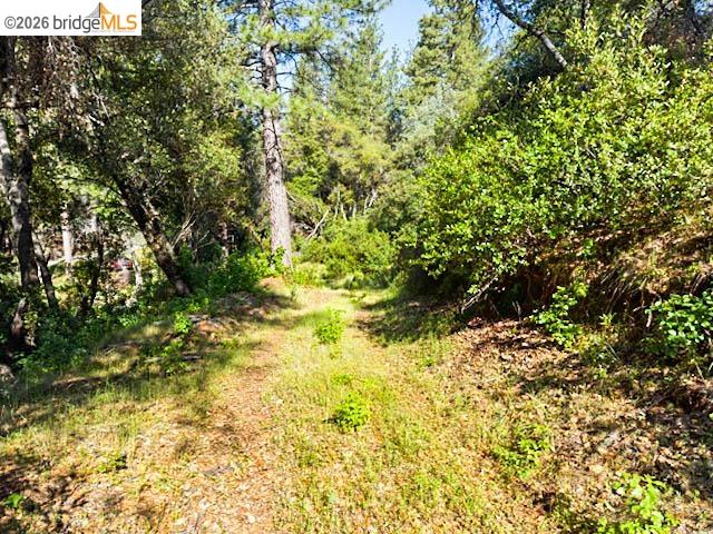 18516 Mastadon Mine Road Tuolumne, CA 95379 - Photo 2 of 6 a view of a tree with a yard