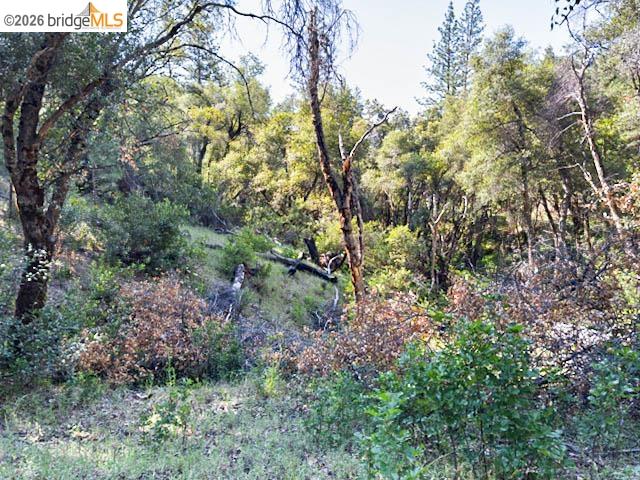 18516 Mastadon Mine Road Tuolumne, CA 95379 - Photo 6 of 6 a view of a forest with lots of trees