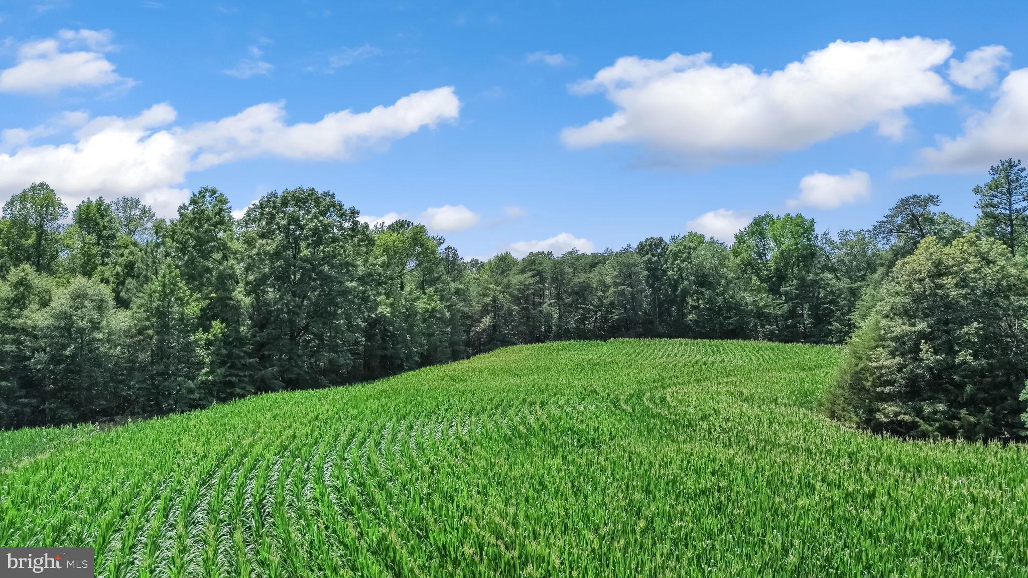 0 Todd Lane Ruther Glen, VA 22546 - Photo 6 of 8 Lush green fields under a blue sky.