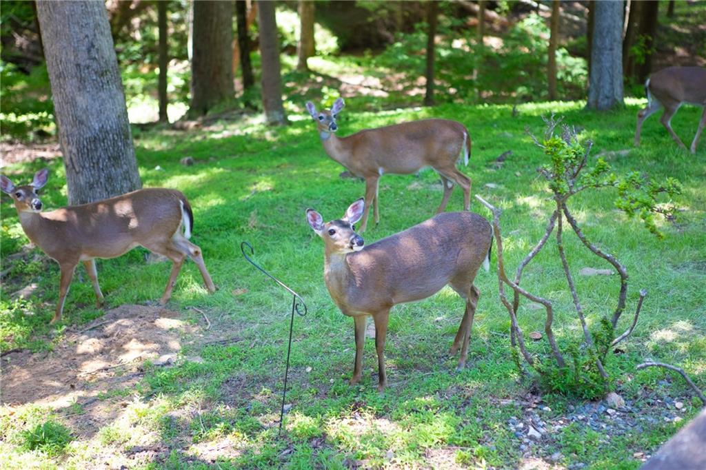 400 Matrix Circle Ellijay, GA 30540 - Photo 7 of 47 a view of an outdoor sitting area with golf course