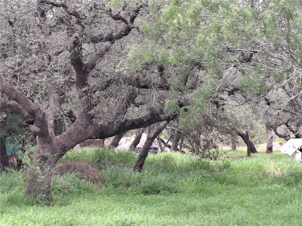 9213 Pvt 6005 Road Sinton, TX 78387 - Photo 1 of 24 Beautiful Tree-laden acreage