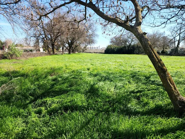 a view of yard with a house in the background