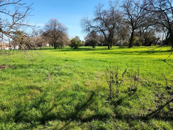 a view of a grassy field with trees