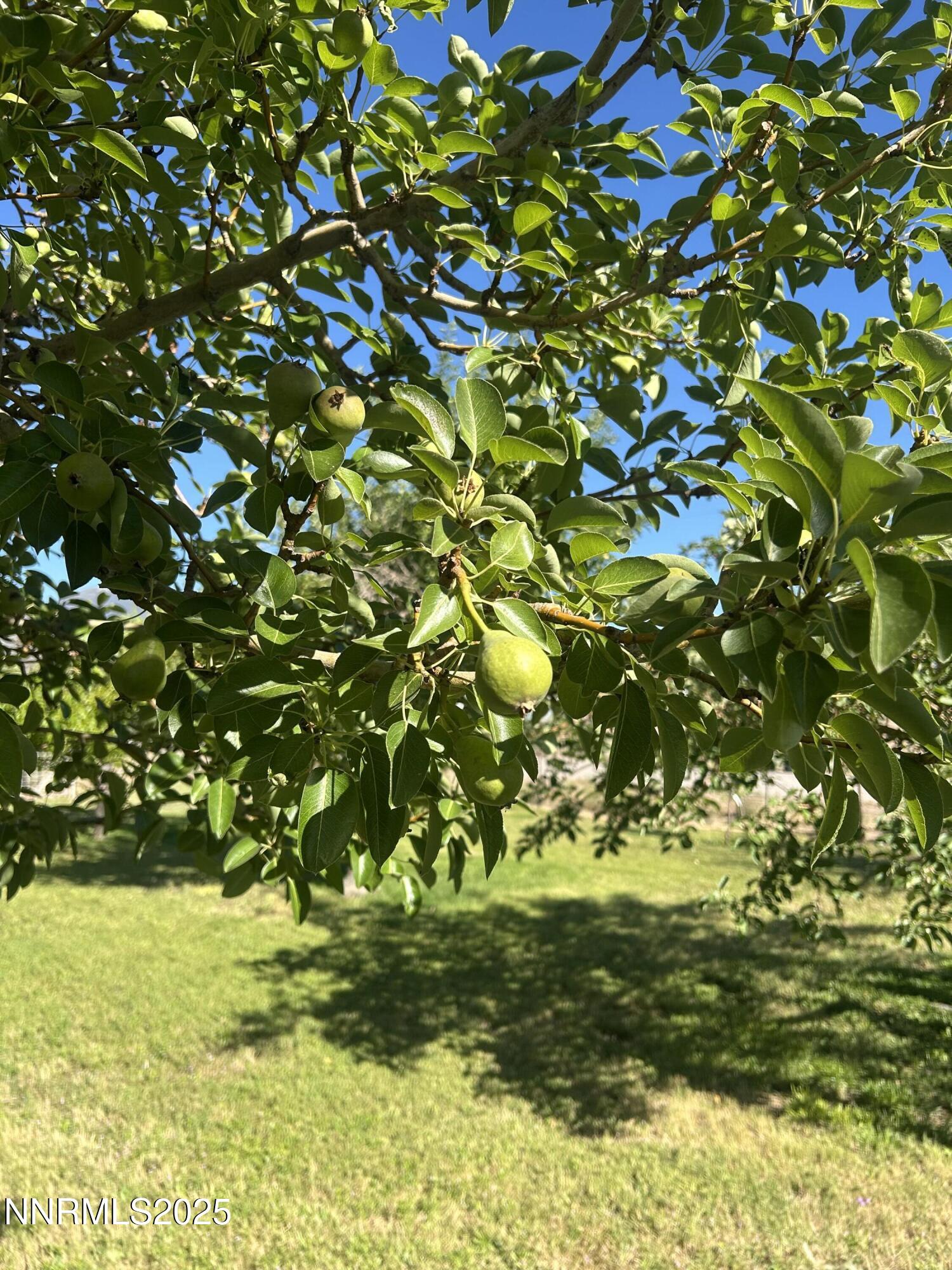 50 Miller Ridge Road Smith Valley, NV 89444 - Photo 19 of 51 orchard 50 Miller Ridge