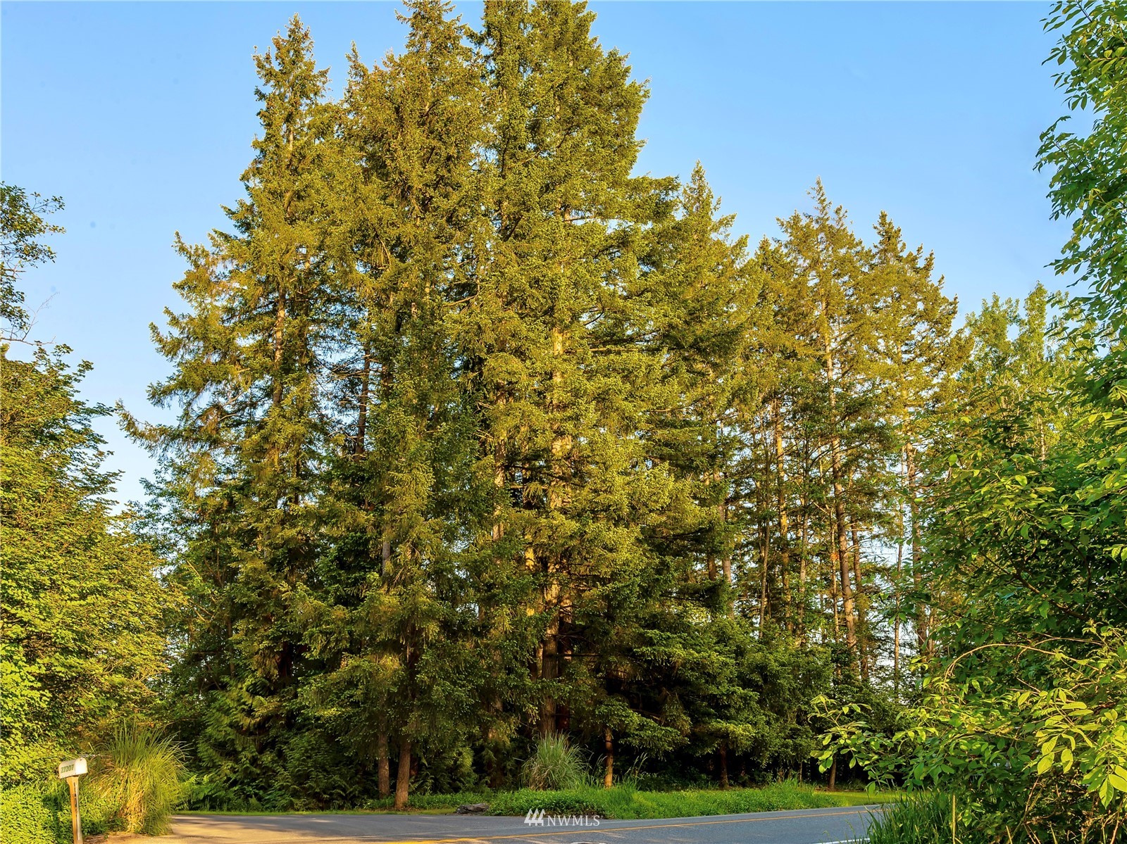 10312 272nd Street East Graham, WA 98338 - Photo 11 of 27 a view of a yard