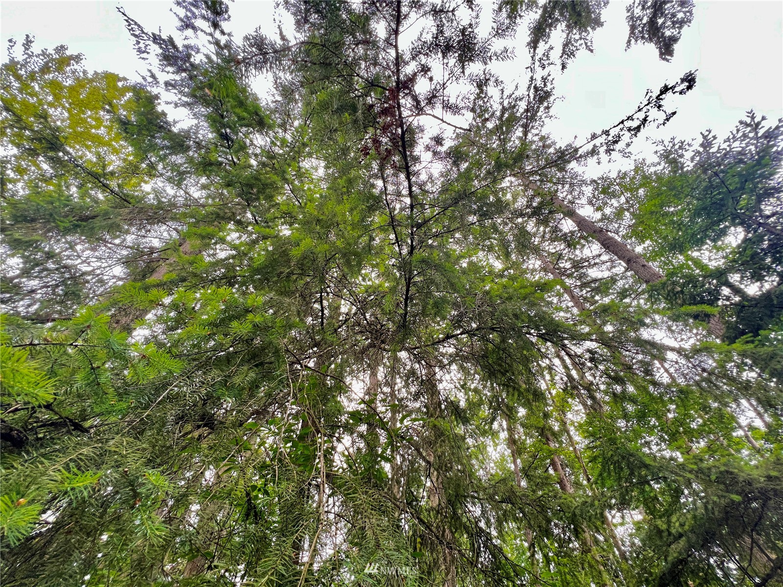 10312 272nd Street East Graham, WA 98338 - Photo 13 of 27 a view of a tree