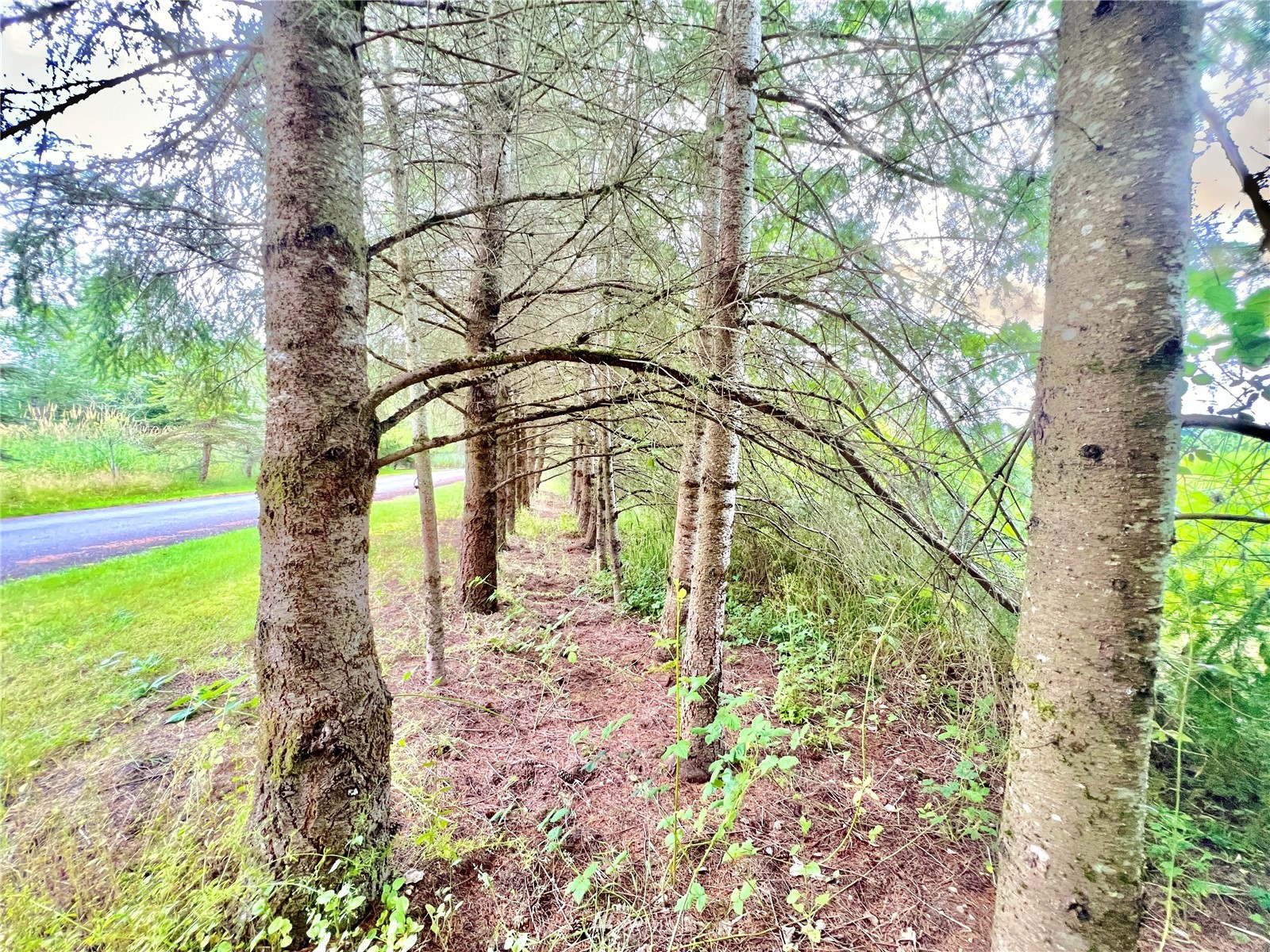 10312 272nd Street East Graham, WA 98338 - Photo 14 of 27 a large tree in the middle of the forest
