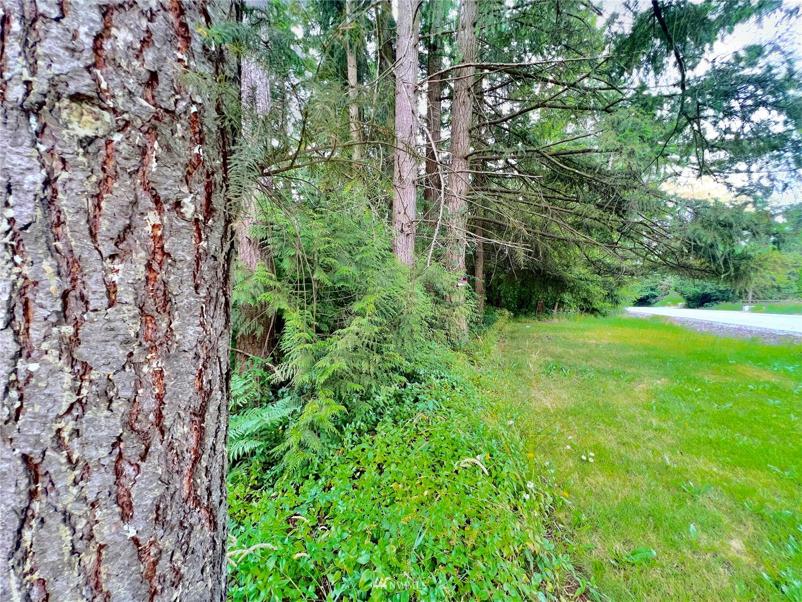 10312 272nd Street East Graham, WA 98338 - Photo 23 of 27 a view of a garden with a tree