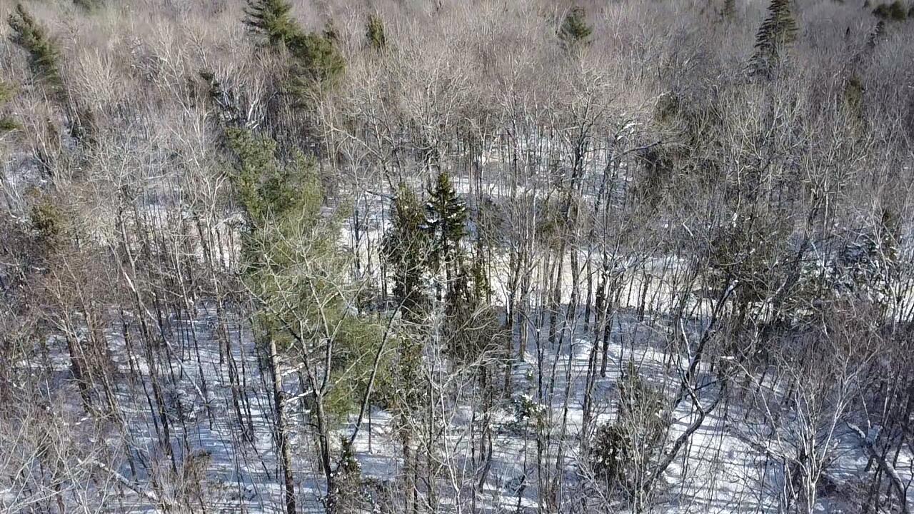 Lot 7 Curtis Farm Road Lincoln, ME 04457 - Photo 11 of 21