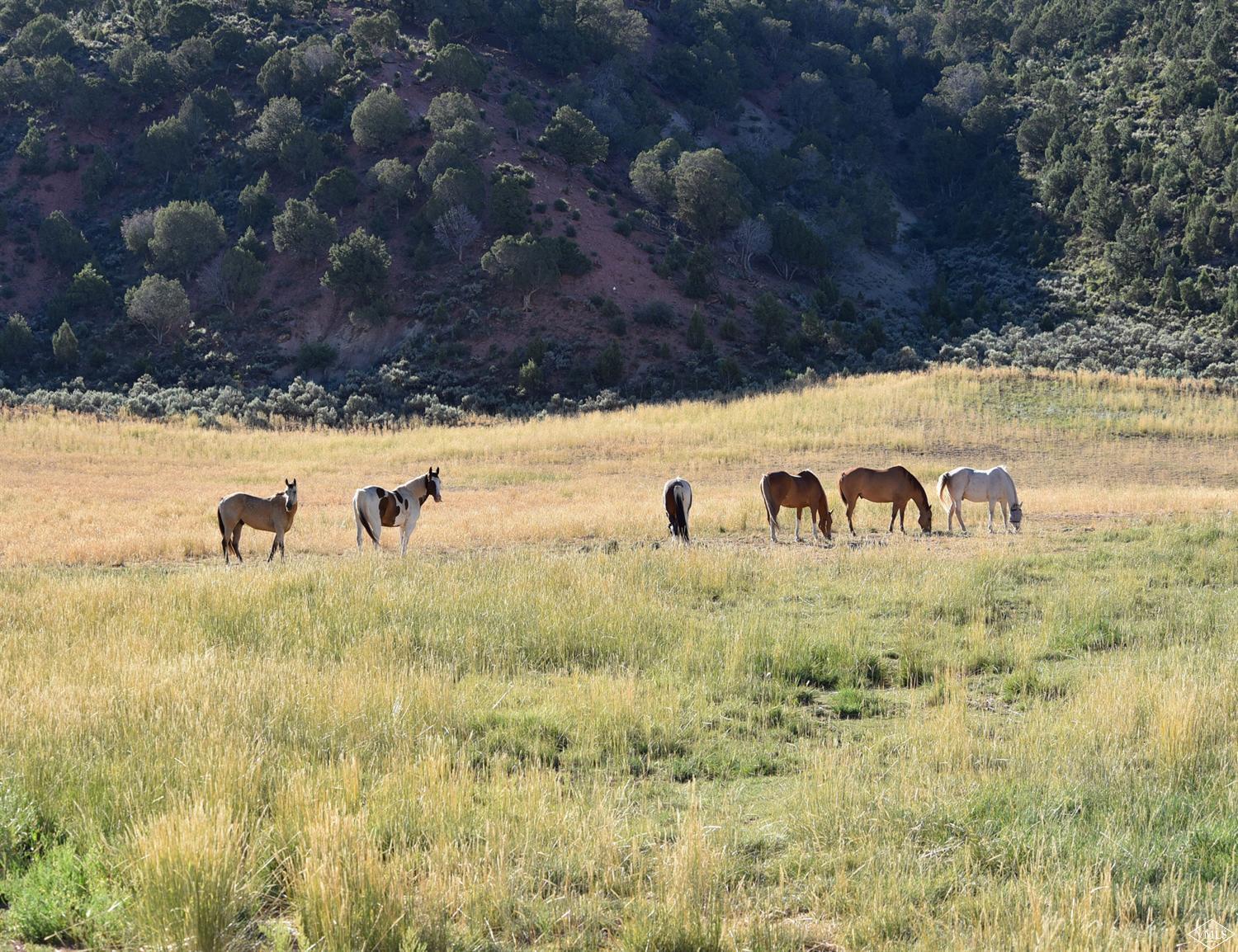 1550 Diamond Star Road Wolcott, CO 81655 - Photo 3 of 25 a view of a yard with an tree