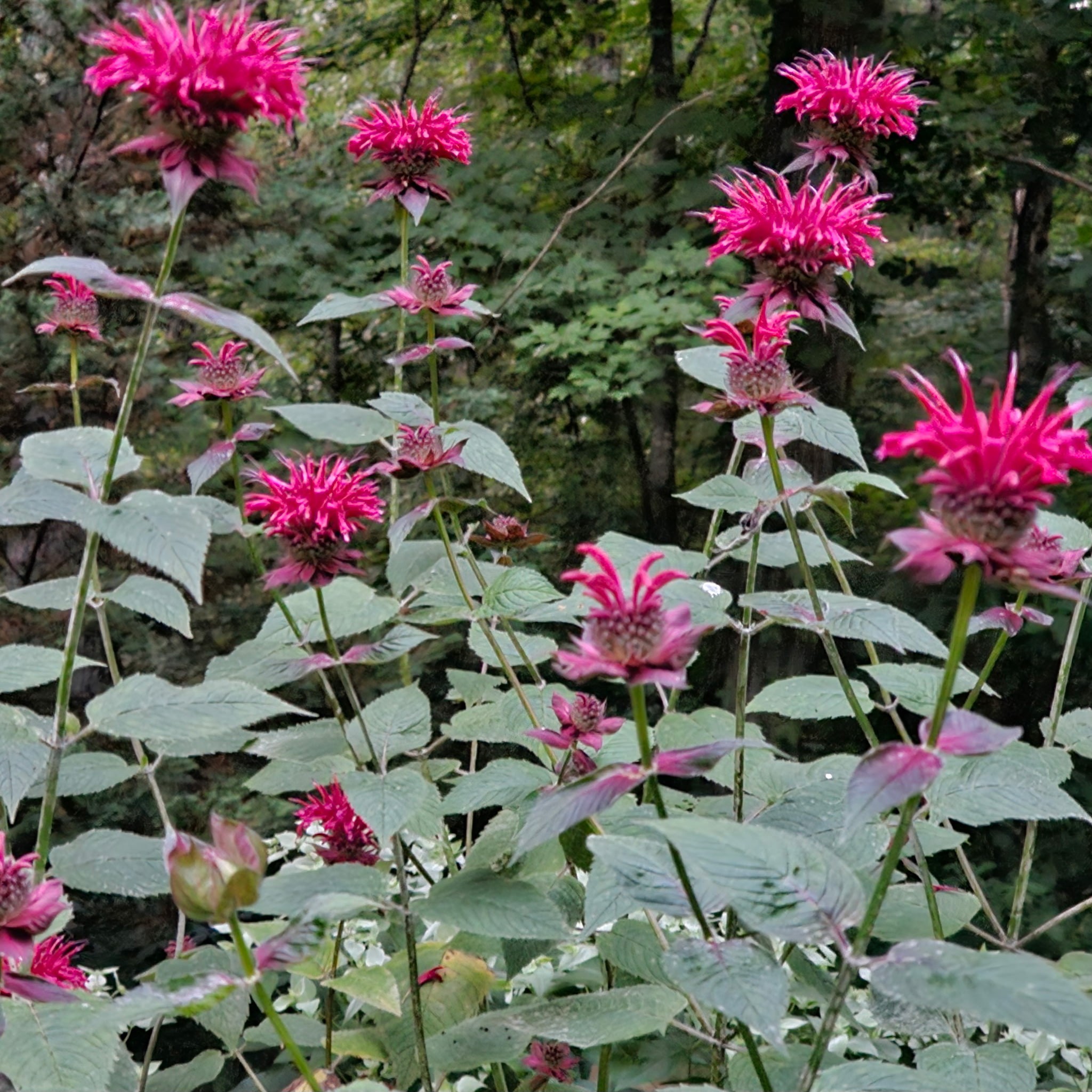 954 Belmont Road Manchester, TN 37355 - Photo 39 of 39