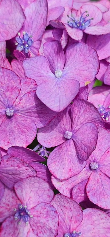 954 Belmont Road Manchester, TN 37355 - Photo 60 of 65 a bed with pink walls and pink umbrellas