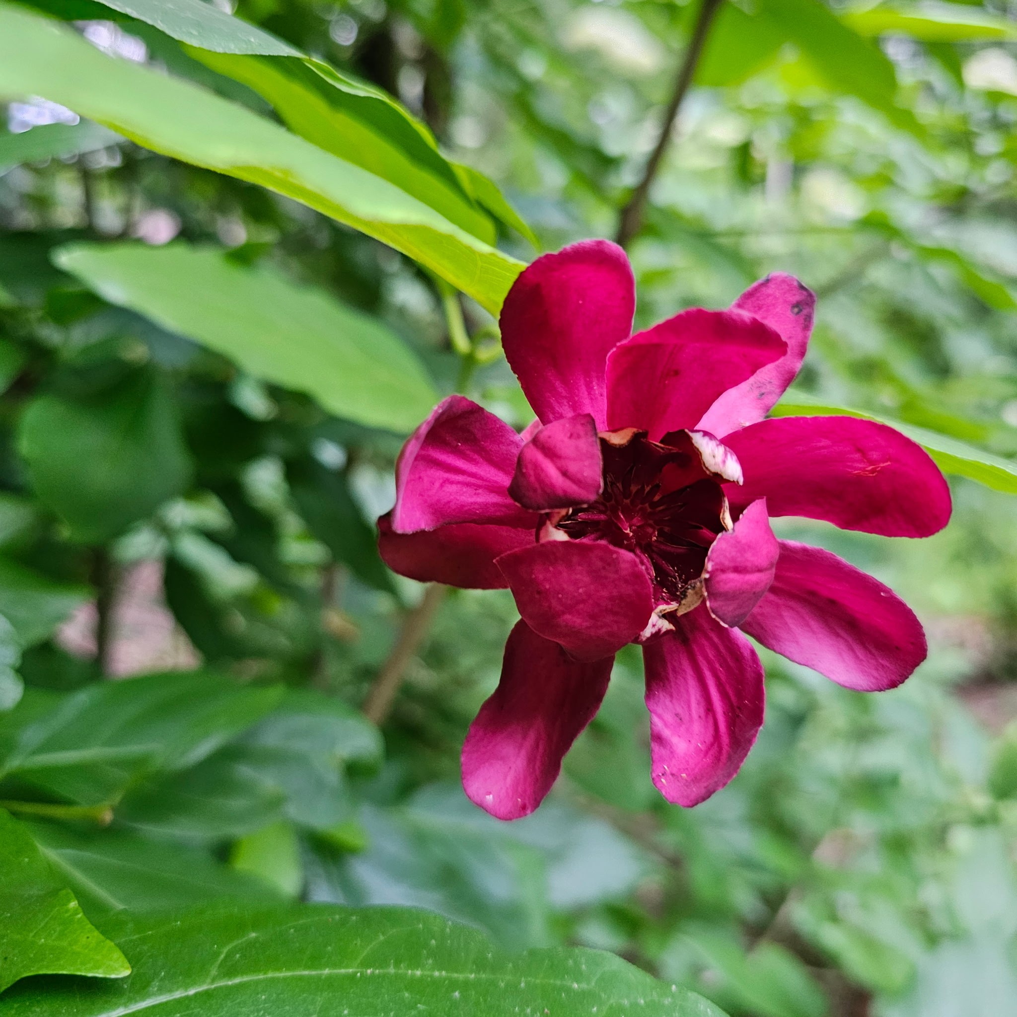 954 Belmont Road Manchester, TN 37355 - Photo 61 of 65