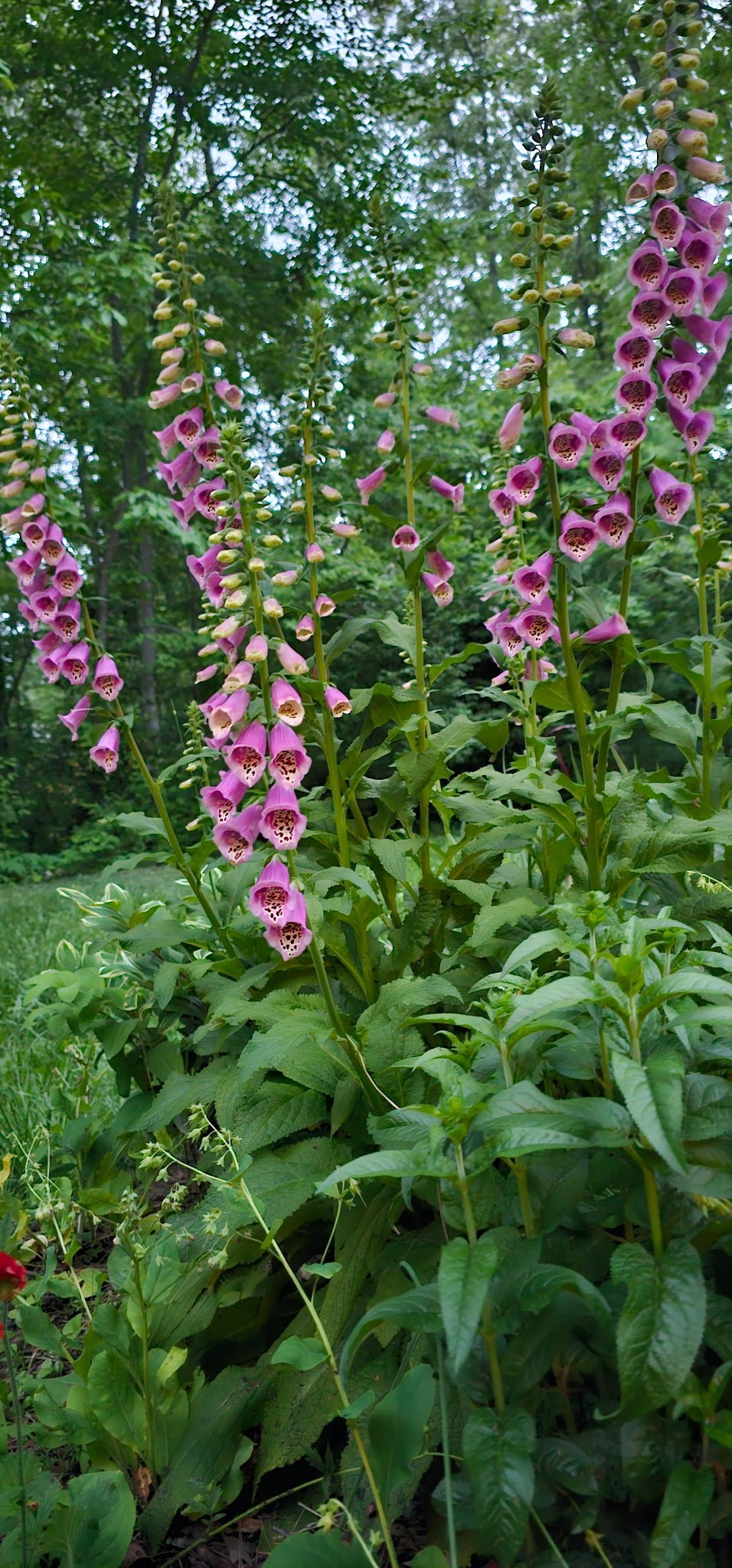 954 Belmont Road Manchester, TN 37355 - Photo 62 of 65 a flower view in a garden