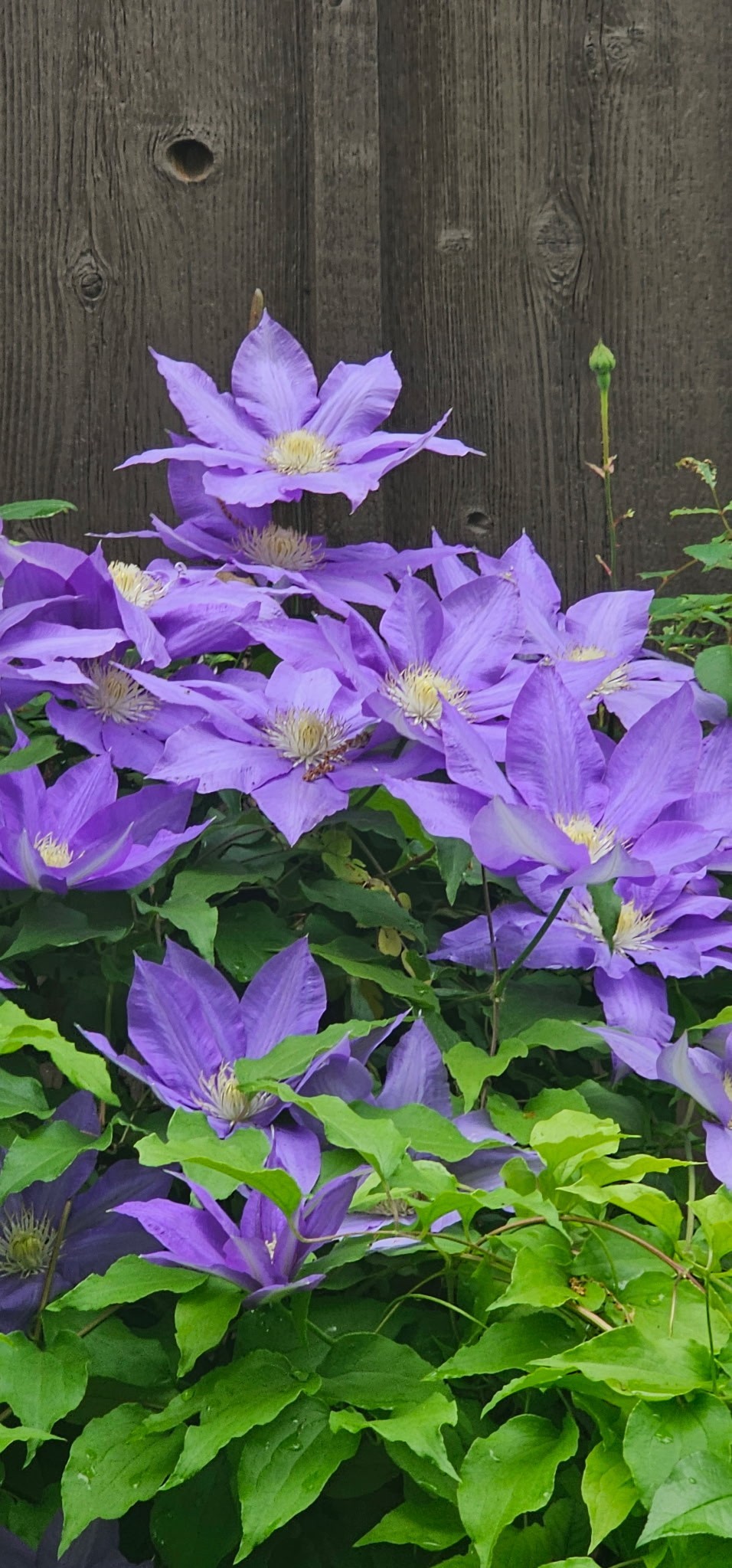 954 Belmont Road Manchester, TN 37355 - Photo 63 of 65